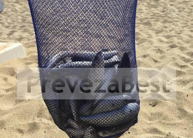 Πρέβεζα: Η θάλασσα ξέβρασε νεκρά ψάρια (βίντεο)